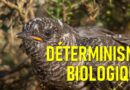Podcast N°2 : déterminisme biologique et modèle évolutif r-K