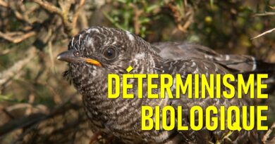 Podcast N°2 : déterminisme biologique et modèle évolutif r-K
